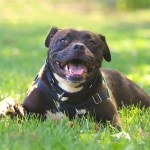 black dog smiling in the grass