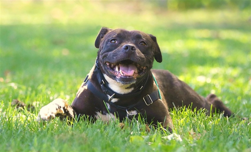 black dog smiling in the grass