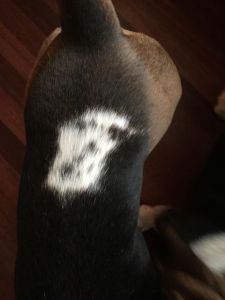 black dog speckles on fur
