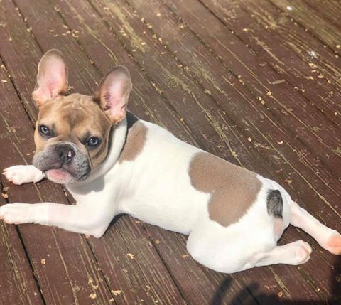 French bulldog lying in the sun with heart shape on back