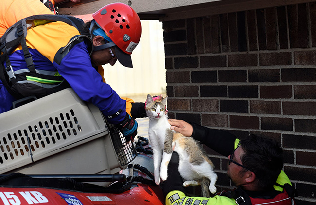 Oklahoma rescuers of pets
