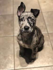 gray and black speckled puppy