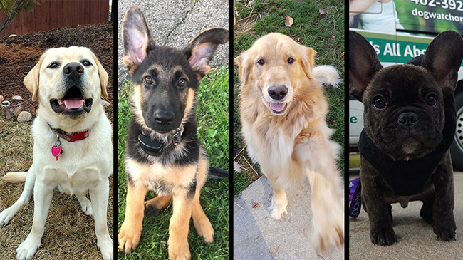 Four popular dog breeds