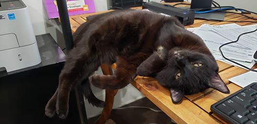 black cat on computer desk