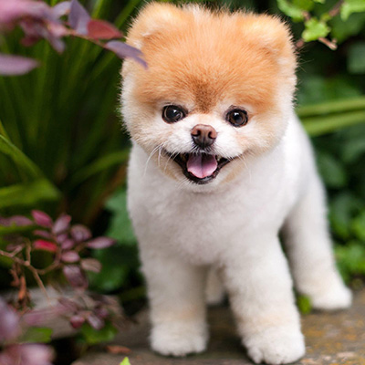 Boo - world's cutest dog