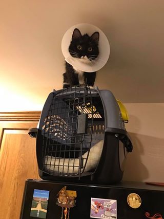cat in a cone up high