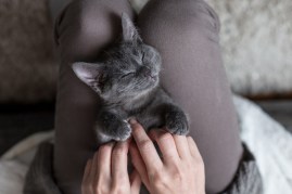 kitten in lap