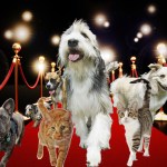 Pets on the red carpet