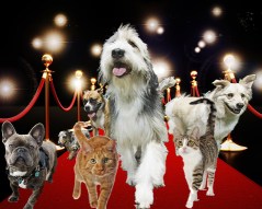 Pets on the red carpet