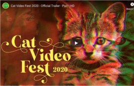 Cat video fest promo screen