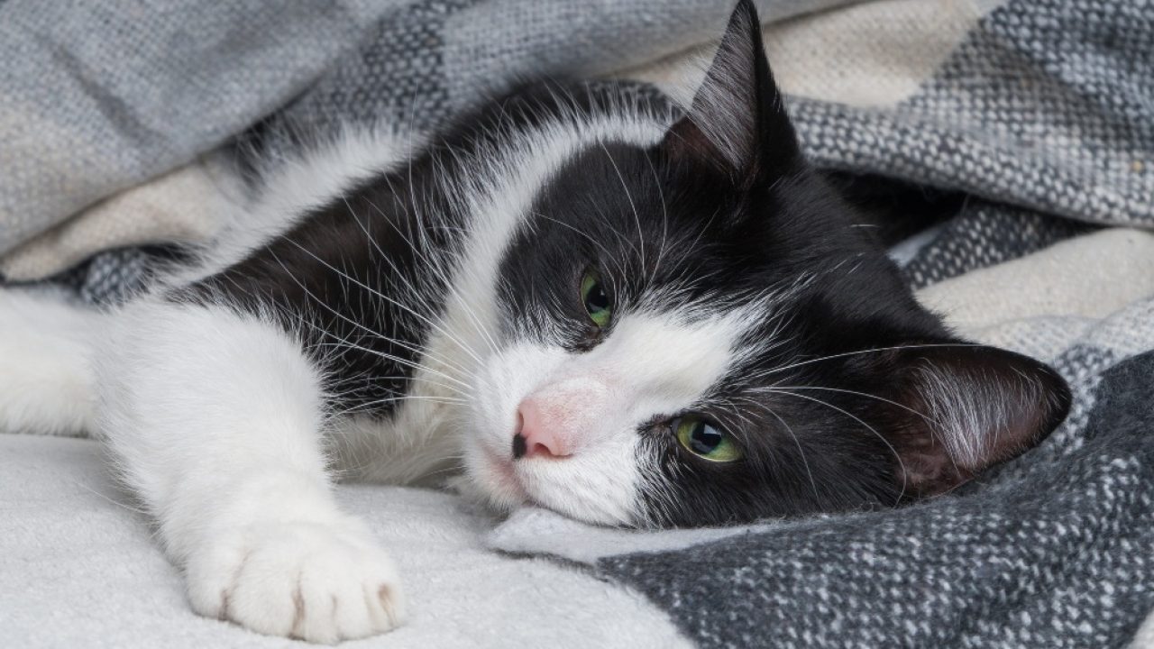Cat Pneumonia Symptoms Diagnosis And Treatment Healthy Paws Pet Insurance