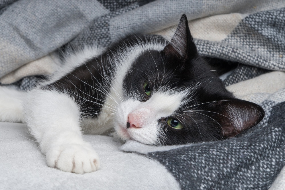 sick cat sleeping under blanket