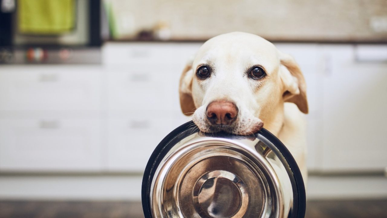when should i take my puppy off puppy food
