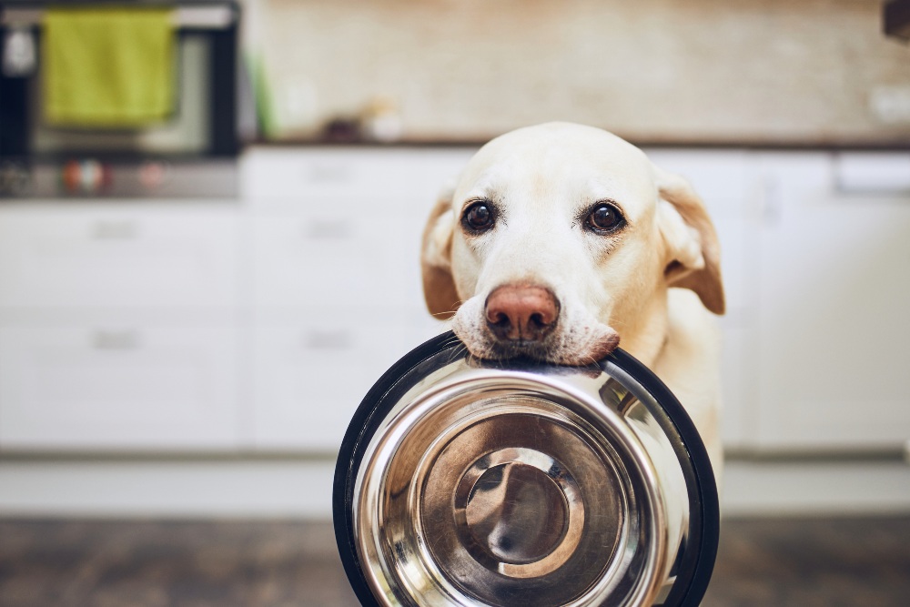dog holding empty dog food bowl