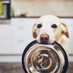dog holding empty dog food bowl