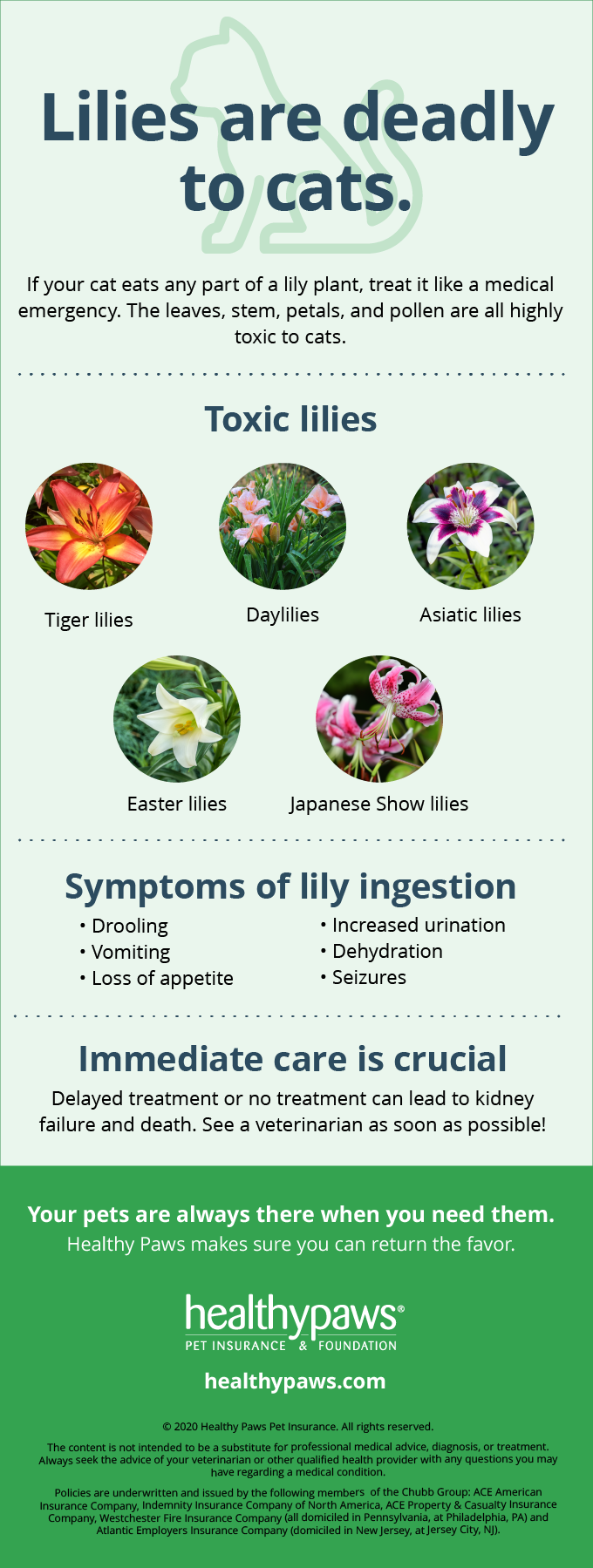 Lilies Are Deadly to Cats