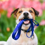 Dog with leash: Toxic plants are a spring hazard for pets