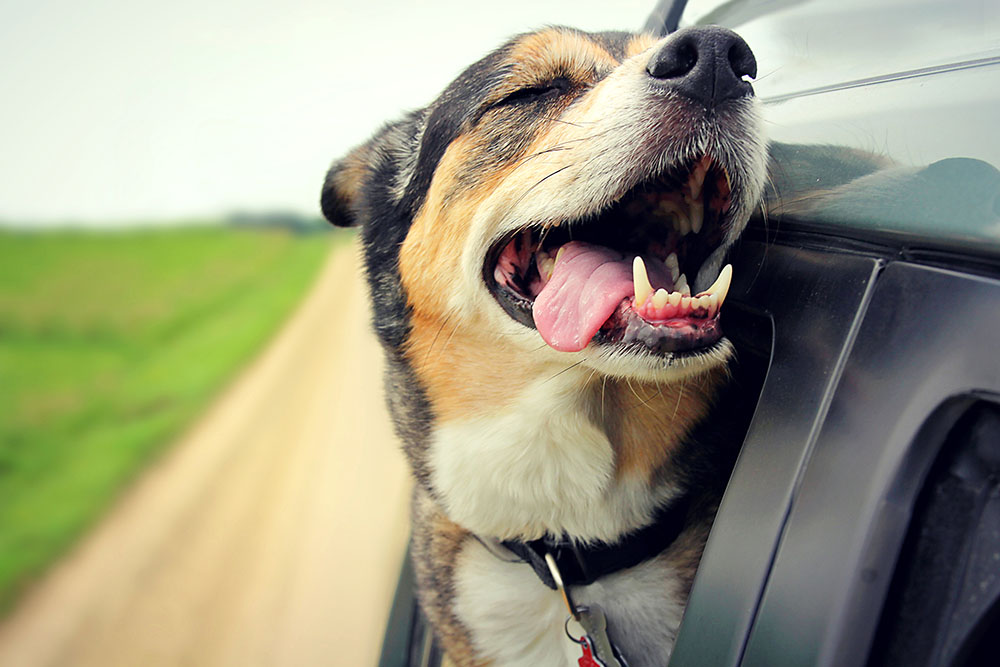Dog with head out window: A spring hazard for pets