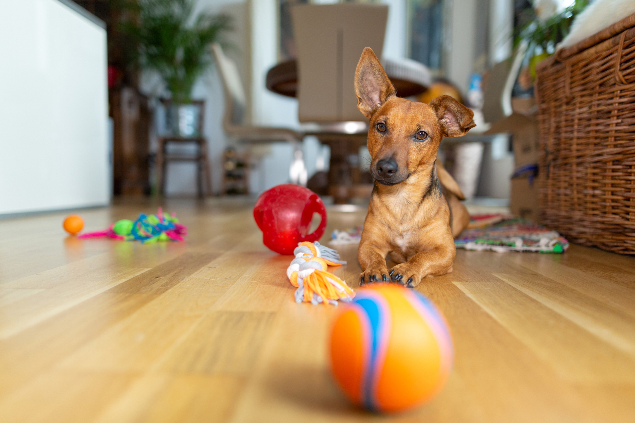 Dog with toys