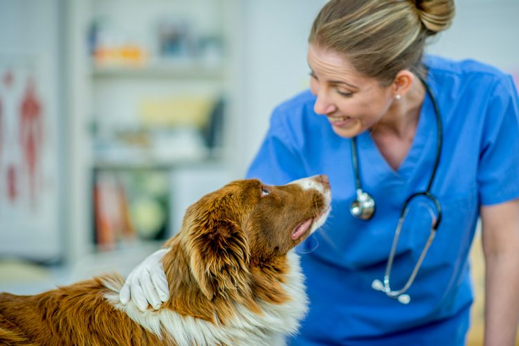 Veterinarian with a cute dog