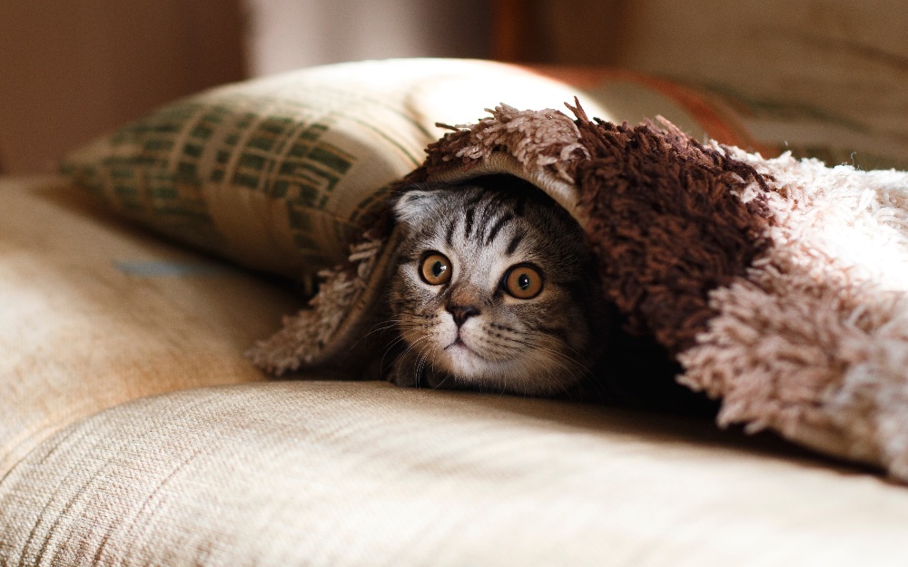 cat hiding under blanket