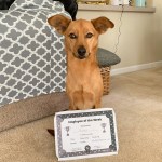 dog with pet of the week award