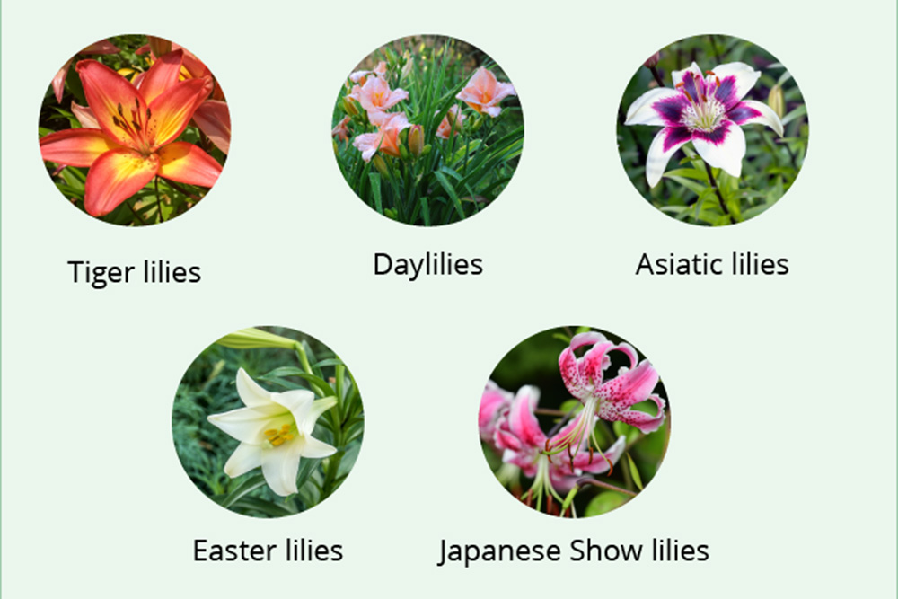 Toxic lilies for cats