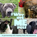 Why Not Me pets for adoption