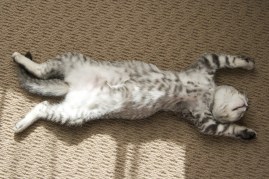 cat lying on its back