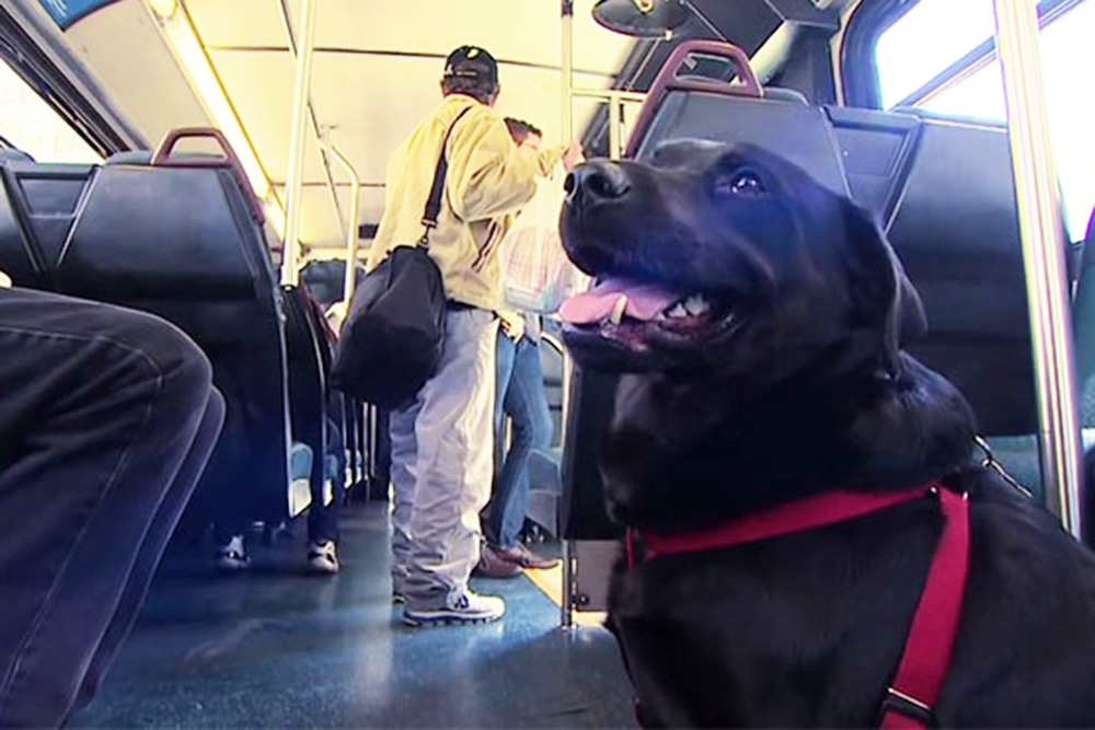 Dog riding the bus