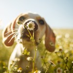 Dog smelling a flower