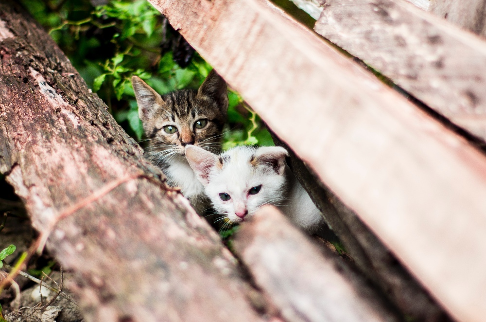 feral kittens hiding behind log