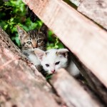 feral kittens hiding behind log
