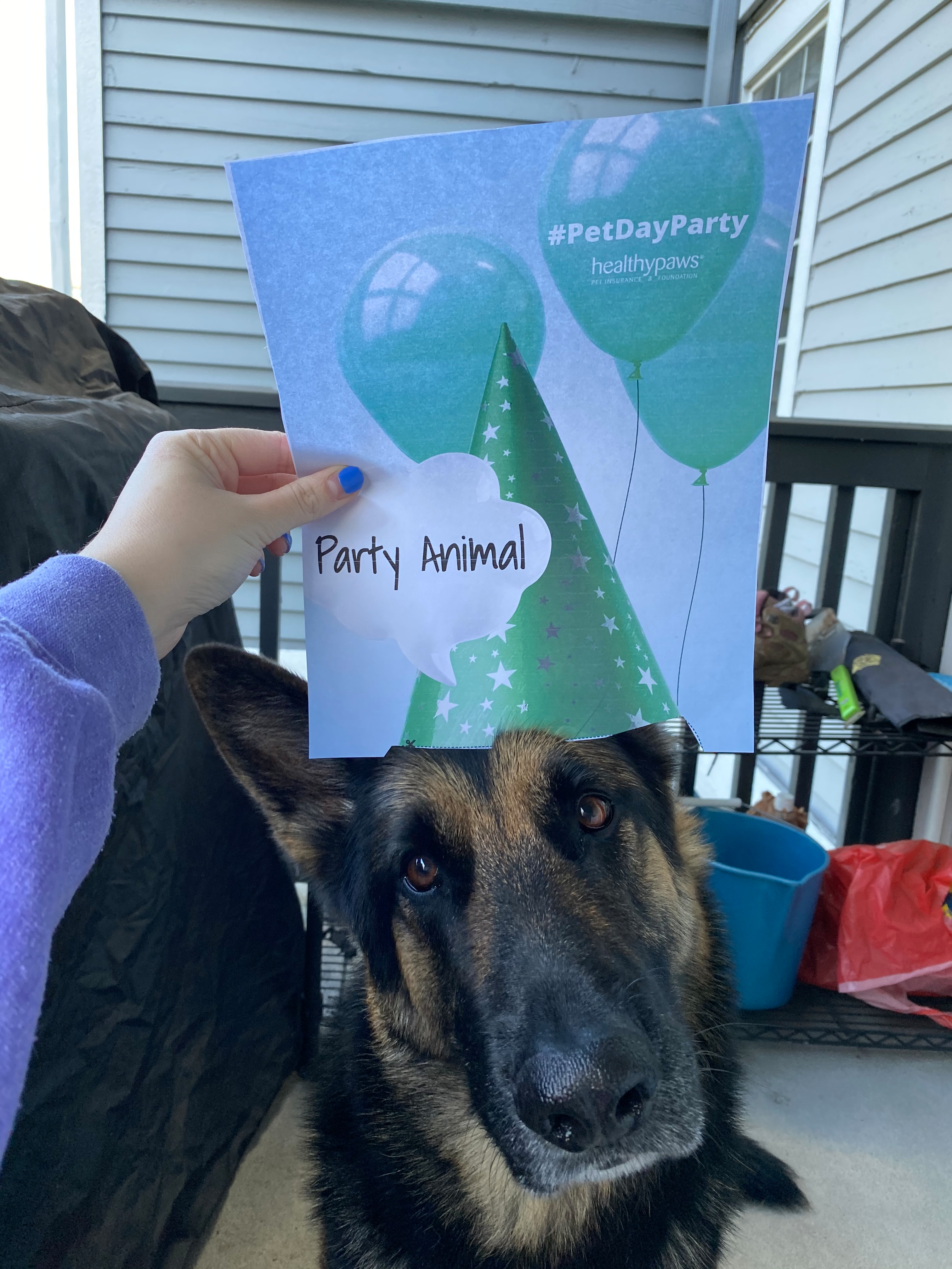 german shepherd dog with party hat
