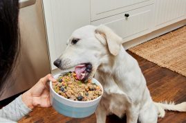 Dog eating fresh food