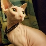 Rexie the sphinx cat