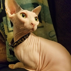 Rexie the hairless cat