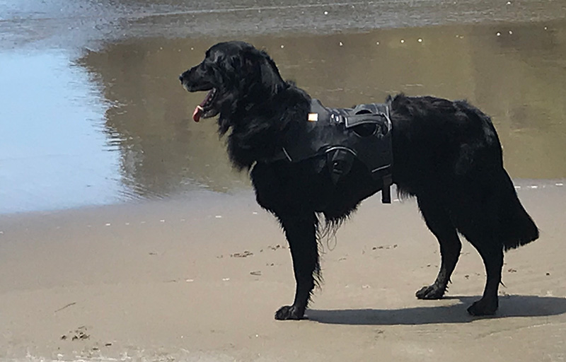 Neon, flat-coated retriever survives cancer