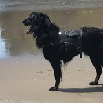 Neon, flat-coated retriever survives cancer