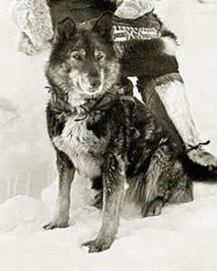 Togo the sled dog