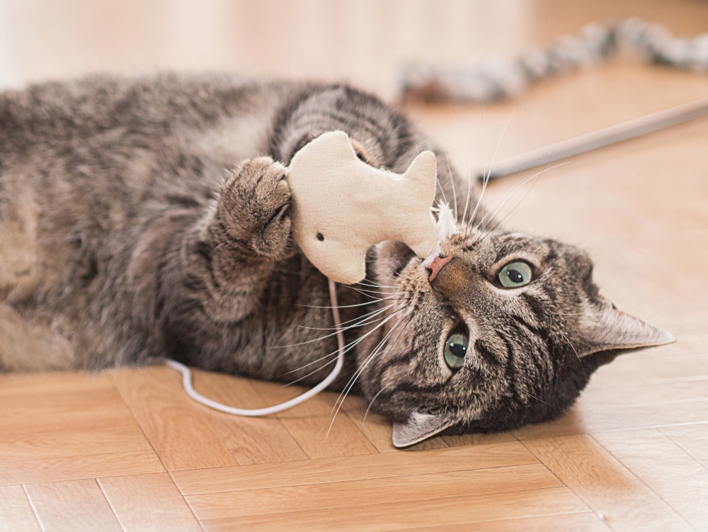 gray striped cat playing with toy