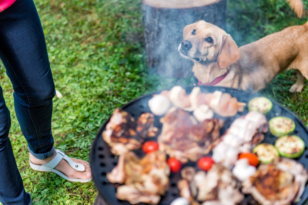 dog waiting by barbecue