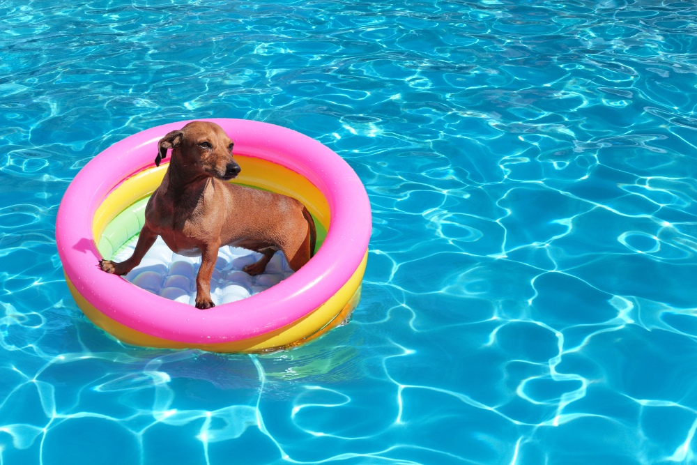 dog in a pool