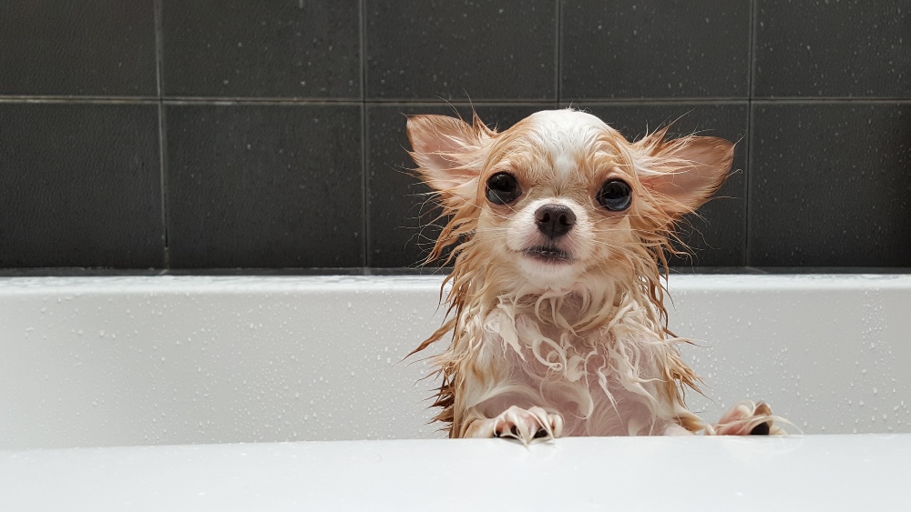 How Often Should You Bathe Your Dog? Healthy Paws Pet Insurance