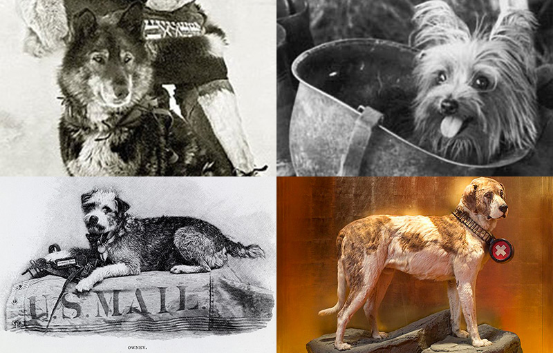 Hero dogs from history