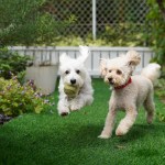 two dogs playing in backyard