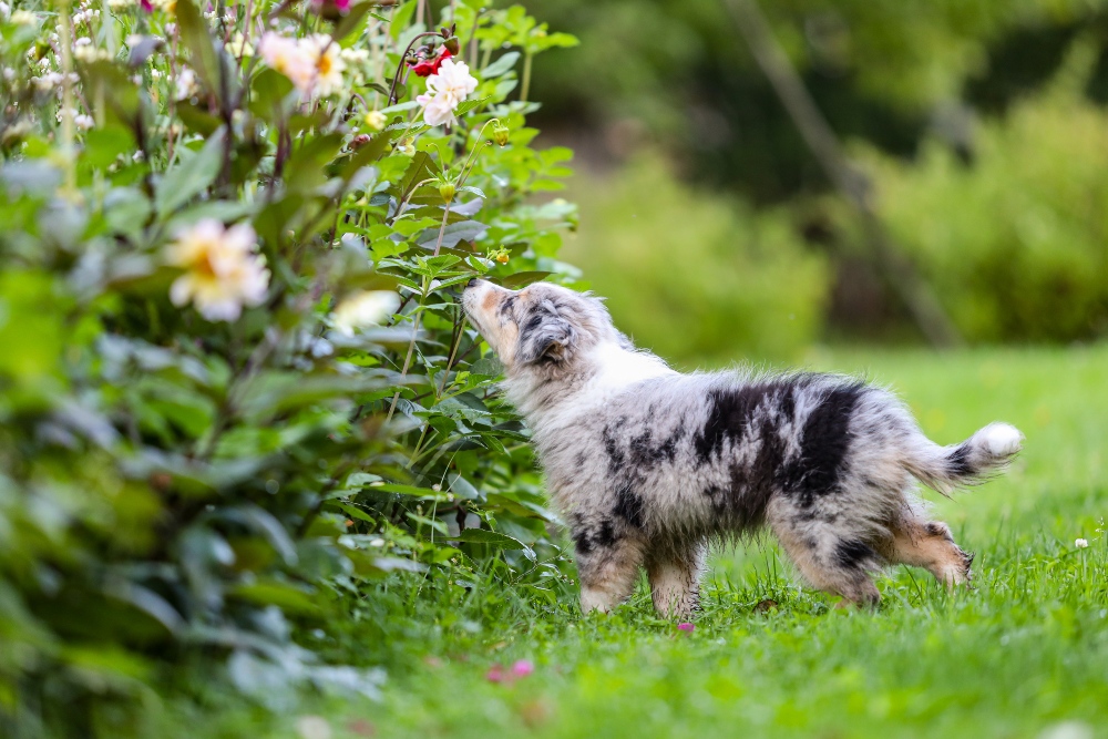 australian shepherd dog sniffing flowers outside