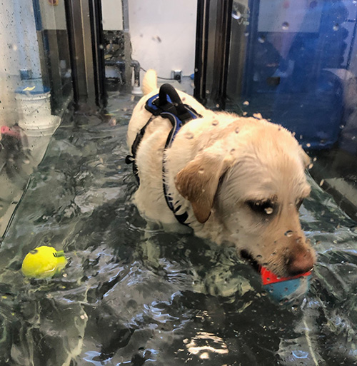 Labrador doing hydrotherapy