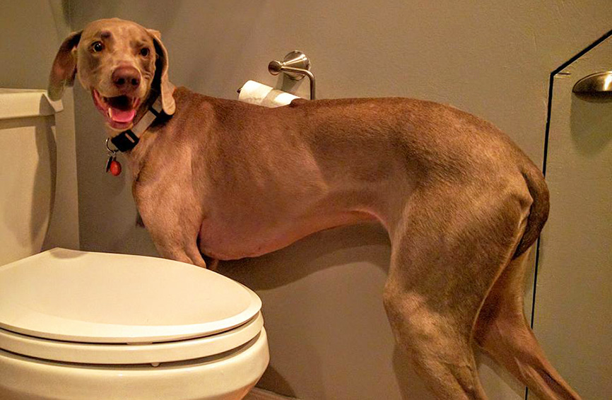 Dog in the bathroom