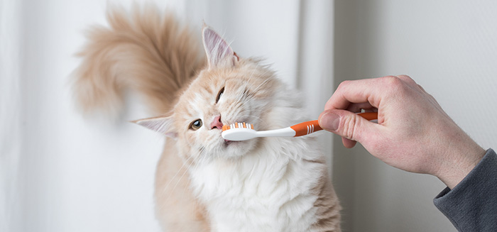 Cat getting teeth brushed